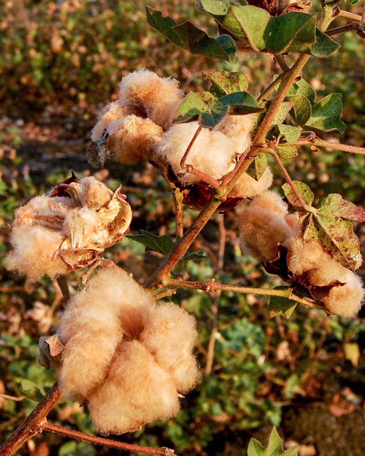 Brown Cotton