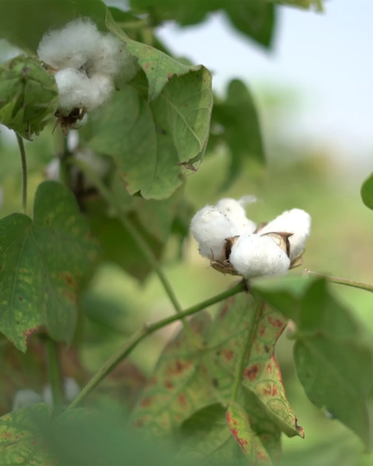 Organic Cotton